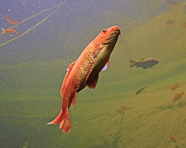 orange pet fish thumbnail