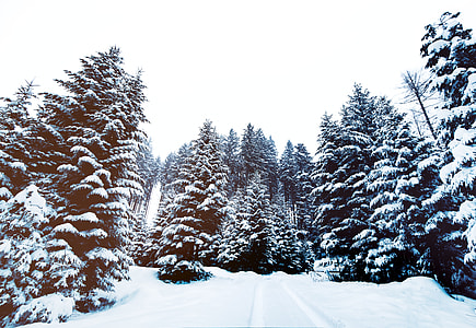 snow covered pine trees under grey clouds thumbnail