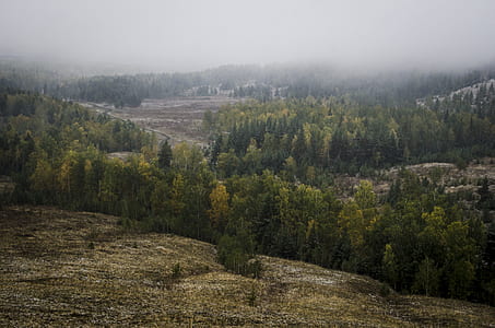 mountains with pine trees thumbnail