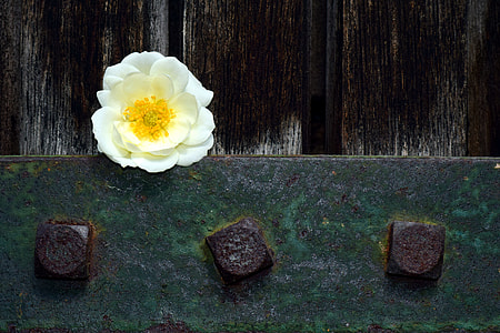 white petaled flowers on black wooden door thumbnail
