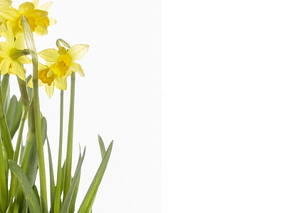 yellow petaled flowers thumbnail