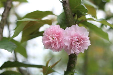 Cherry Blossom thumbnail