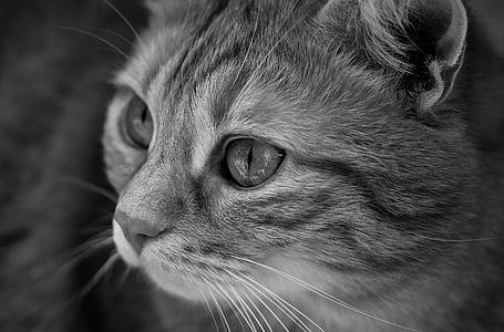 grayscale photo of cat thumbnail