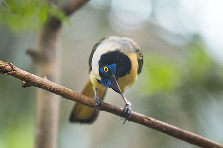 blue, yellow, and black bird on tree branch thumbnail