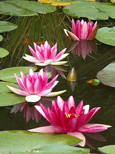 four pink petaled flowers and lily pods on body ofw ater thumbnail