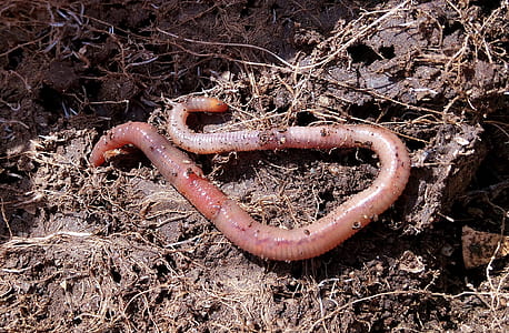 closeup photo of earthworm on soil thumbnail