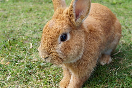 brown rabbit sitting on green grass thumbnail