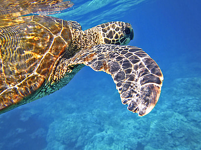 selective focus photography of turtle swimming under the sea thumbnail