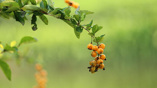 selective focus photo of small round orange fruit thumbnail