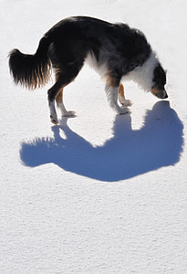 long-coated black and white dog smelling ground thumbnail