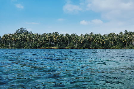 blue body of water and coconut tree line during cloudy day thumbnail