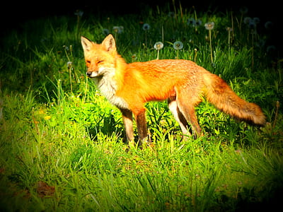 selective focus photography of red fox thumbnail