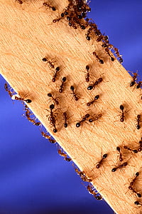 black and brown ants on plank thumbnail