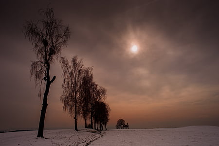 lined up trees on snow covered ground thumbnail