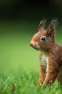 selective focus photography of brown rodent standing on green grass thumbnail