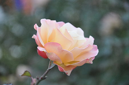 white rose flower selective focus photography thumbnail