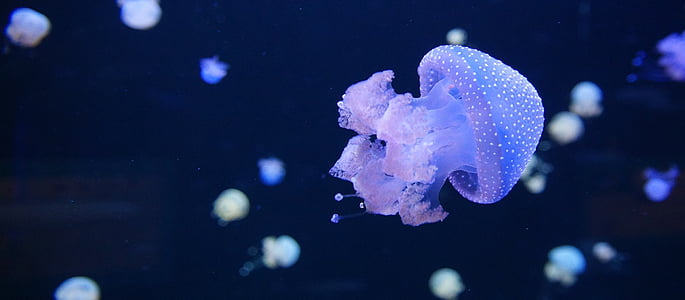 closeup photo of jellyfish thumbnail