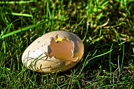 shallow focus photography of egg shell thumbnail
