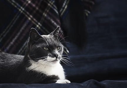Majestic Grey Cat Photo thumbnail