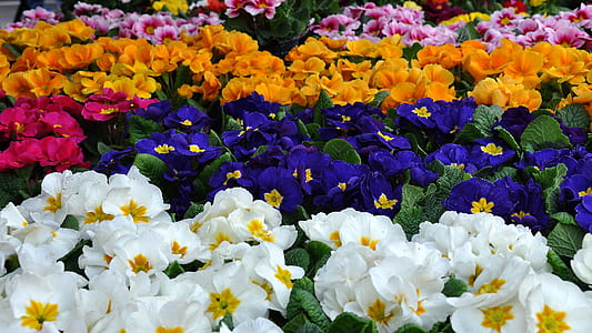 purple, white, yellow, and red flowers thumbnail