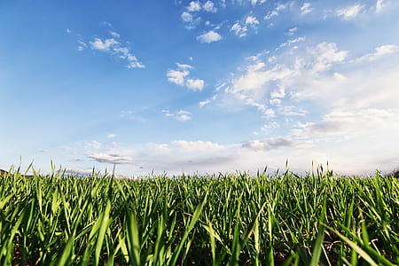 green grassfield under cloudy sky thumbnail