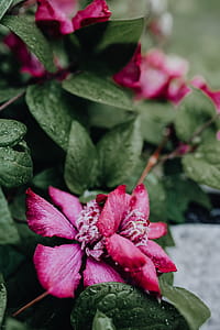 Blooming clematis 