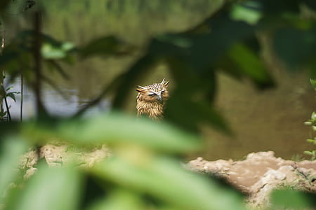 brown owl at daytime thumbnail