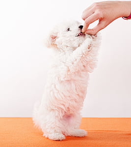 person holding white puppy thumbnail