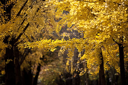 yellow leafed trees thumbnail