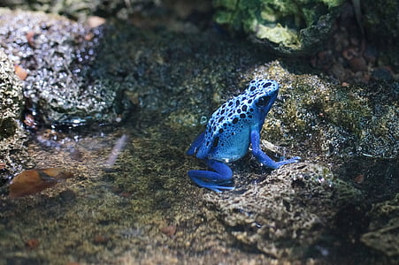 close up photography of blue frog thumbnail