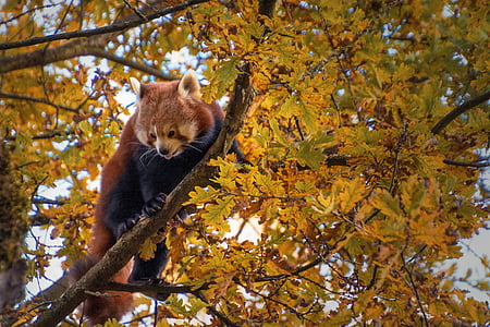 raccoon on top of tree thumbnail