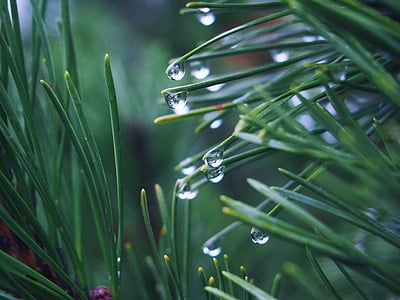 shallow focus photography of green leafed plant with water drops thumbnail