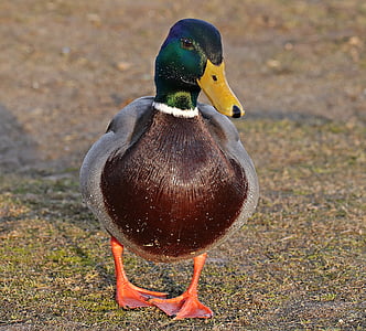photo of mallard duck walking on brown soil thumbnail