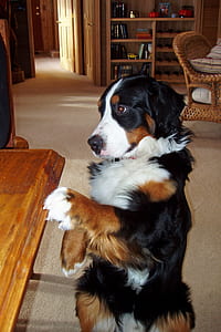 brindle dog inside living room thumbnail