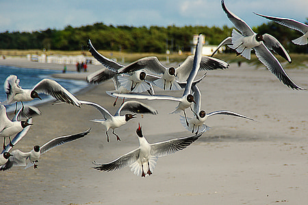 birds flying on coast thumbnail
