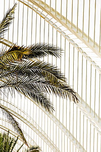 palm tree near wall thumbnail