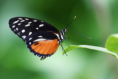 close-up photo of black and orange with white spot butterfly thumbnail