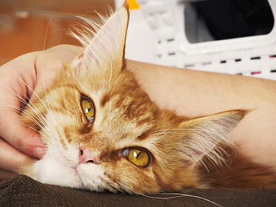 Person Holding Orange Tabby Cat thumbnail