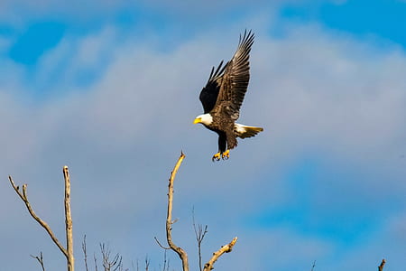 American Bald Eagle thumbnail