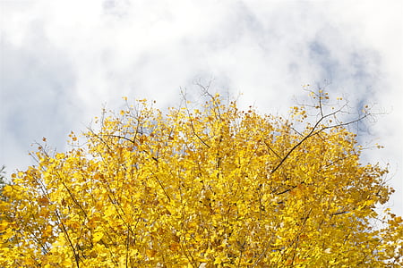 photo of yellow tree under white sky at daytime thumbnail