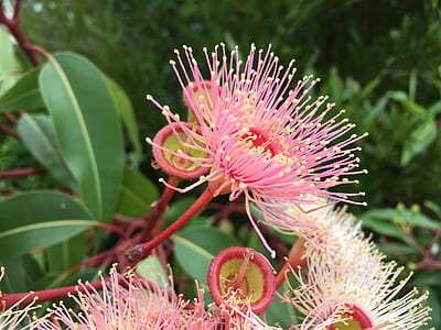 selective focus photography of pink petaled flower thumbnail