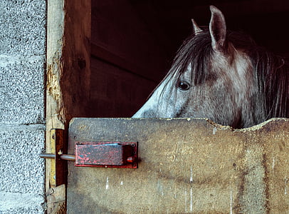 closeup photo of brown horse thumbnail