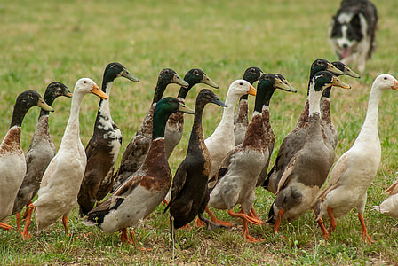 flock of beige and gray geese near dog thumbnail