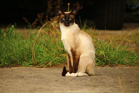 Siamese cat sitting on sand thumbnail