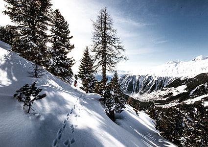 pine tree with view of snow coated mountain during daytime thumbnail