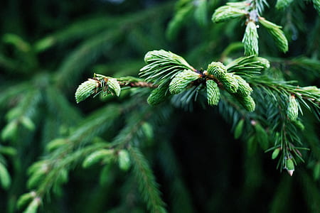 selective focus photography of needle leafed tree thumbnail