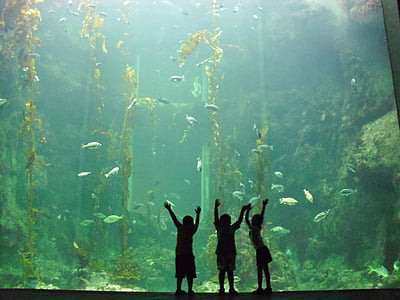 three silhouette person staring at the aquarium thumbnail