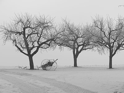 three bare leaf trees on a snow field thumbnail