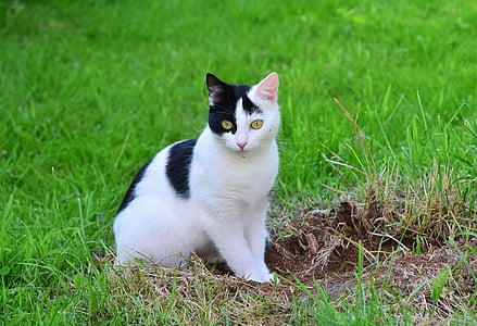 short-furred white and black cat sitting on grass field during daytime thumbnail