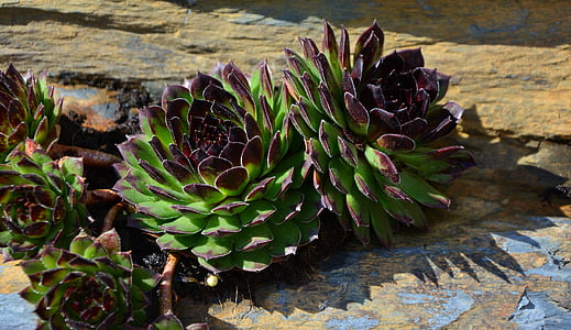 green succulent thumbnail